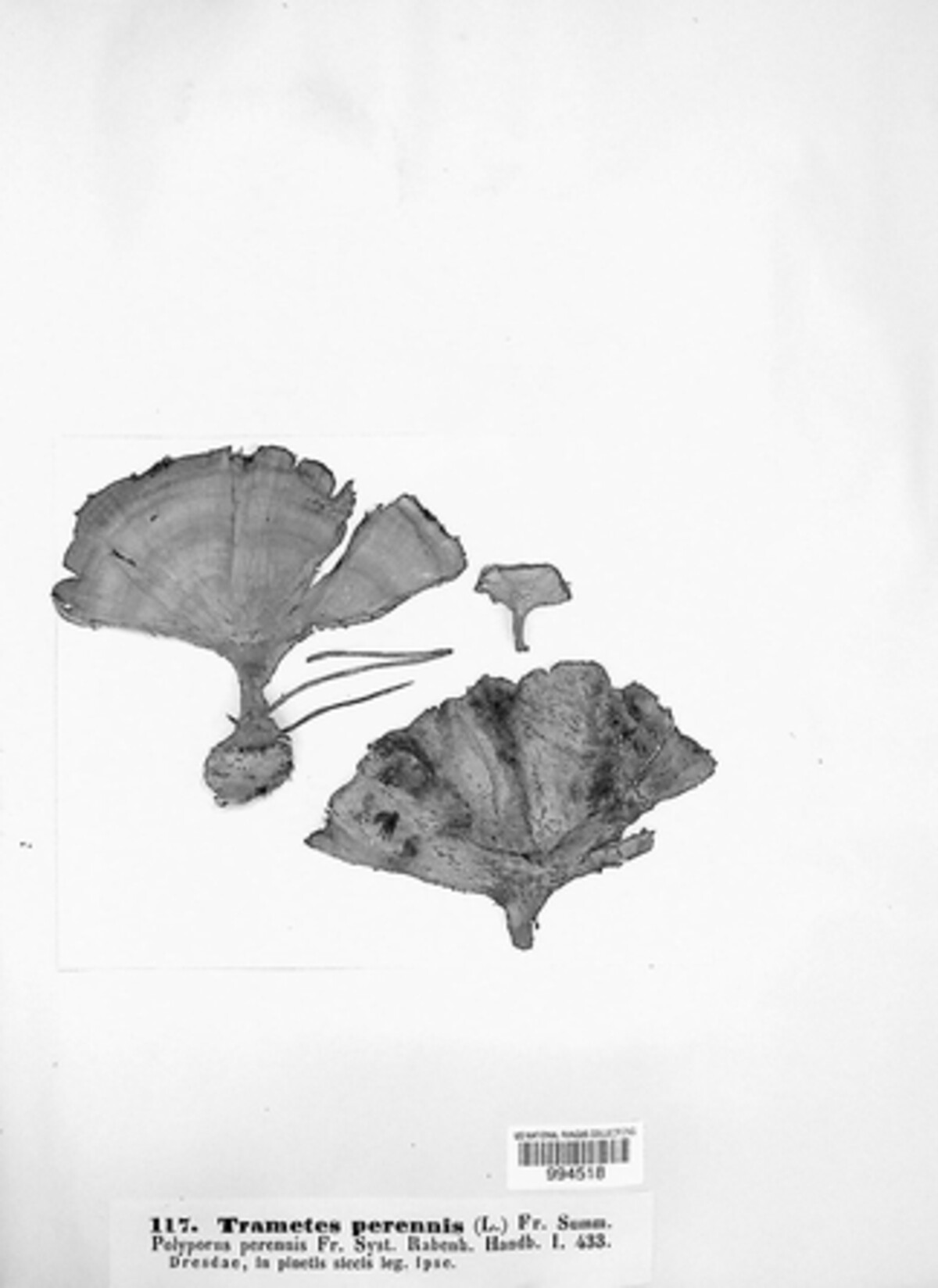 Coltricia perennis image